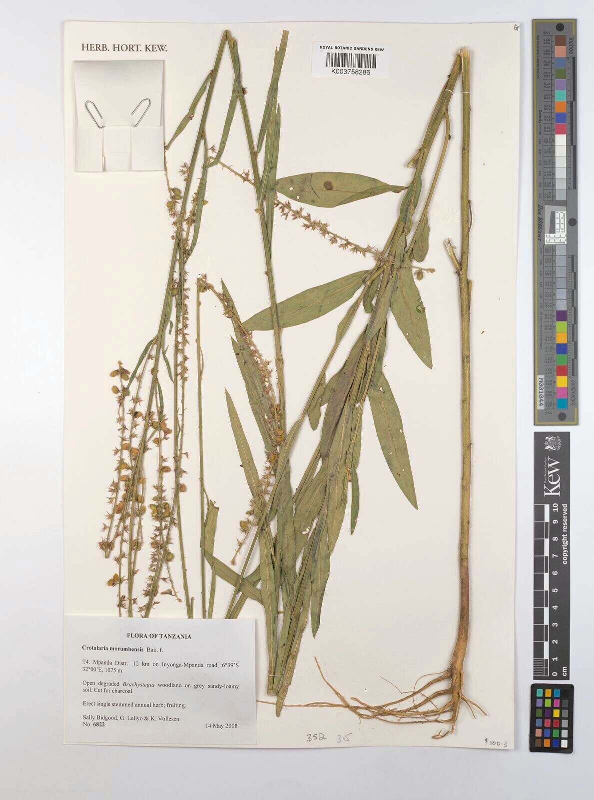 Crotalaria morumbensis — houseplant care guide