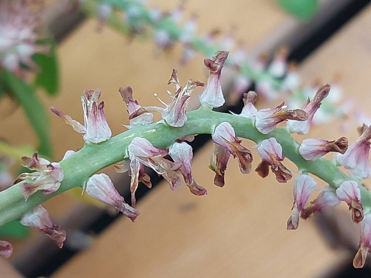 Lachenalia mutabilis flower