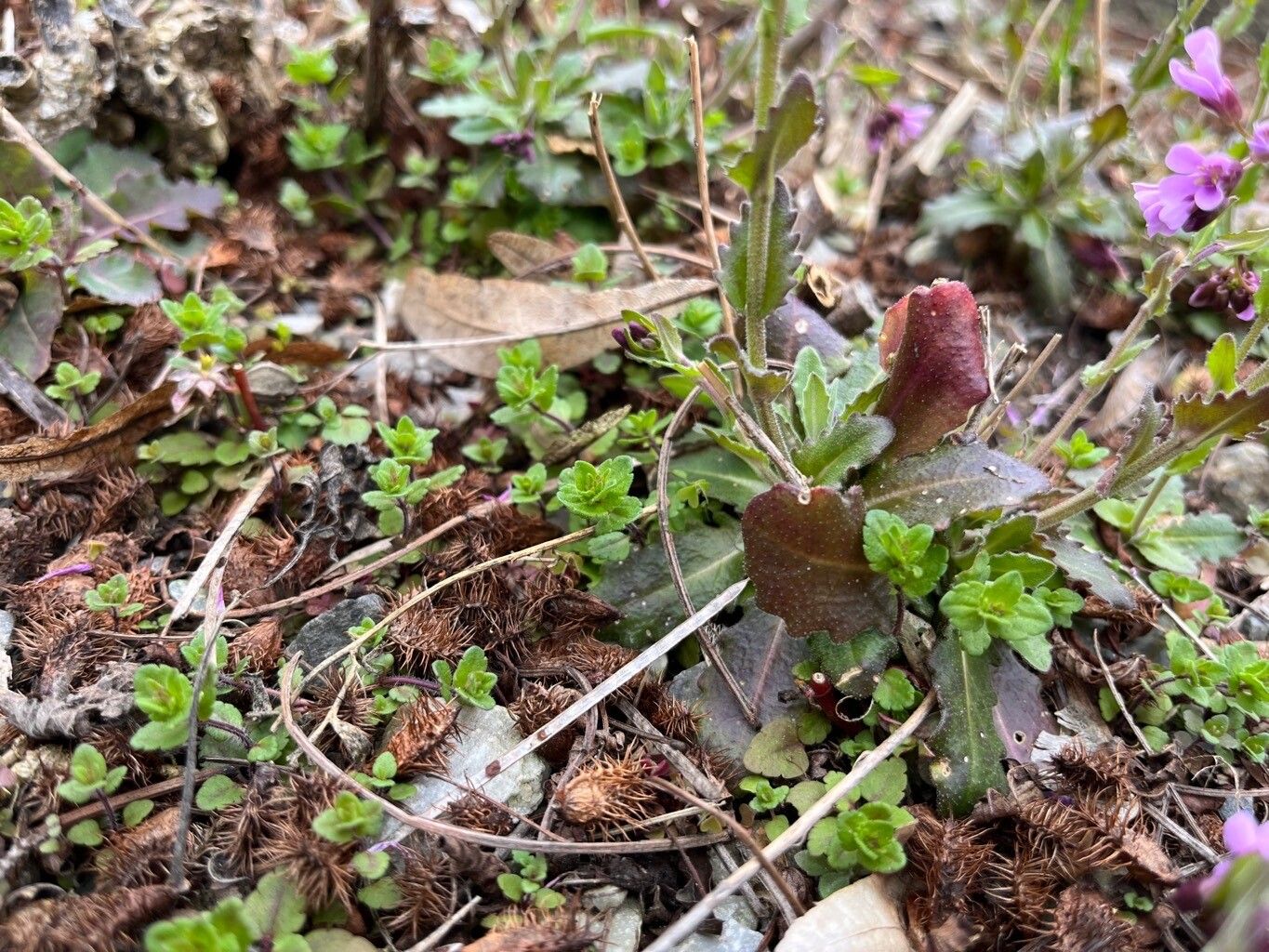 Arabis purpurea — houseplant care guide