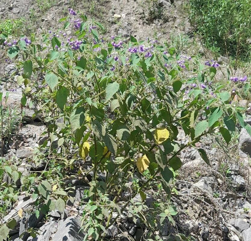 Solanum fiebrigii habit