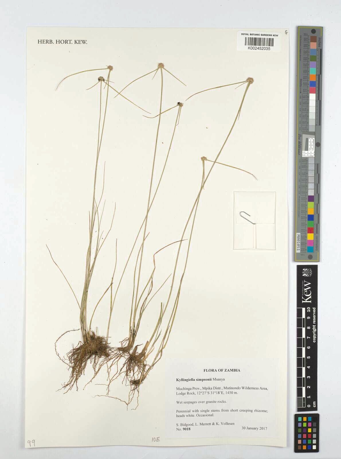 Cyperus simpsonii — houseplant care guide