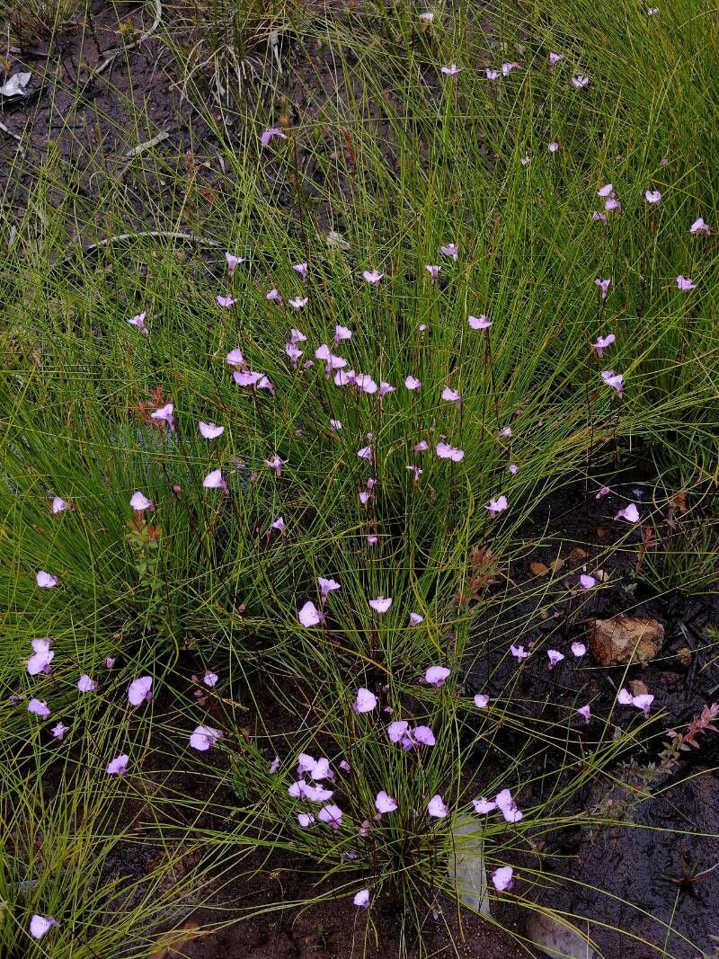 Utricularia uniflora habit