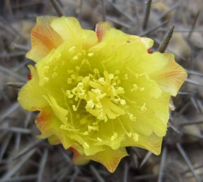 Copiapoa grandiflora flower