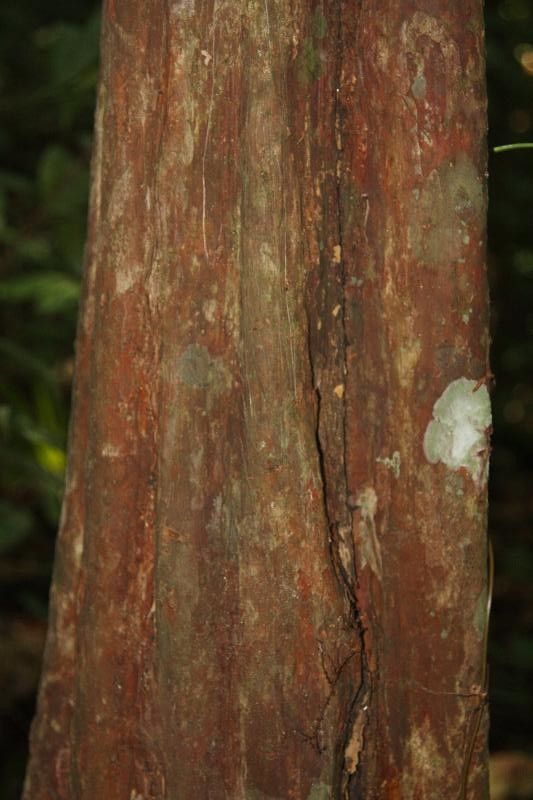 Eugenia tetramera bark