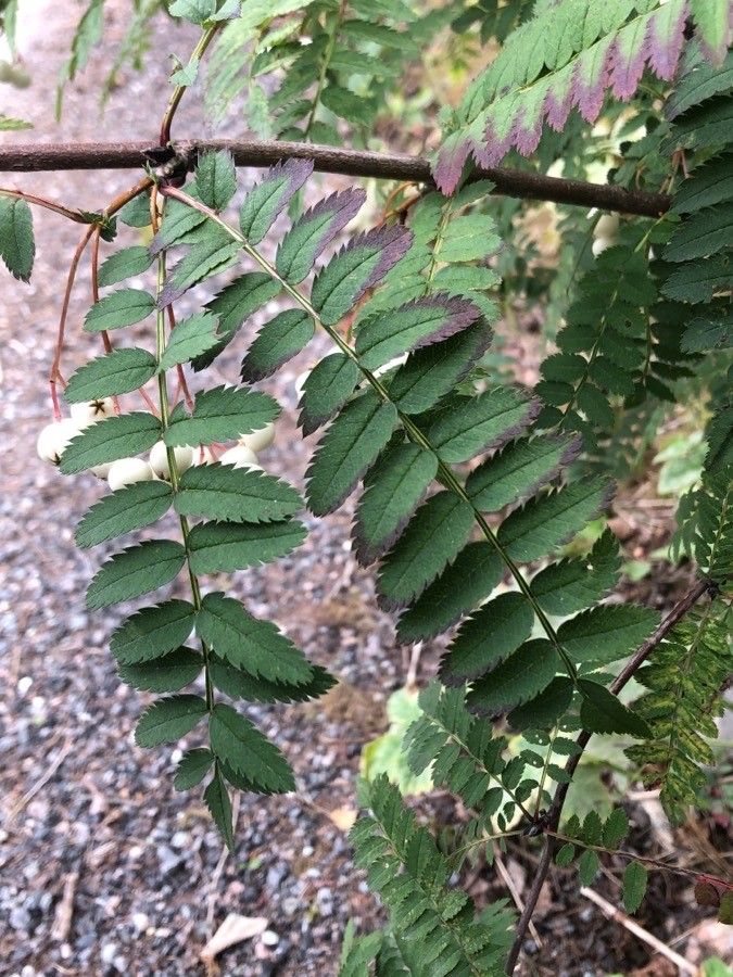 Sorbus koehneana — houseplant care guide