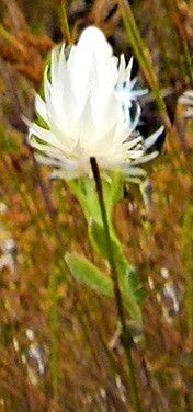 Syncarpha vestita — related species from the same genus