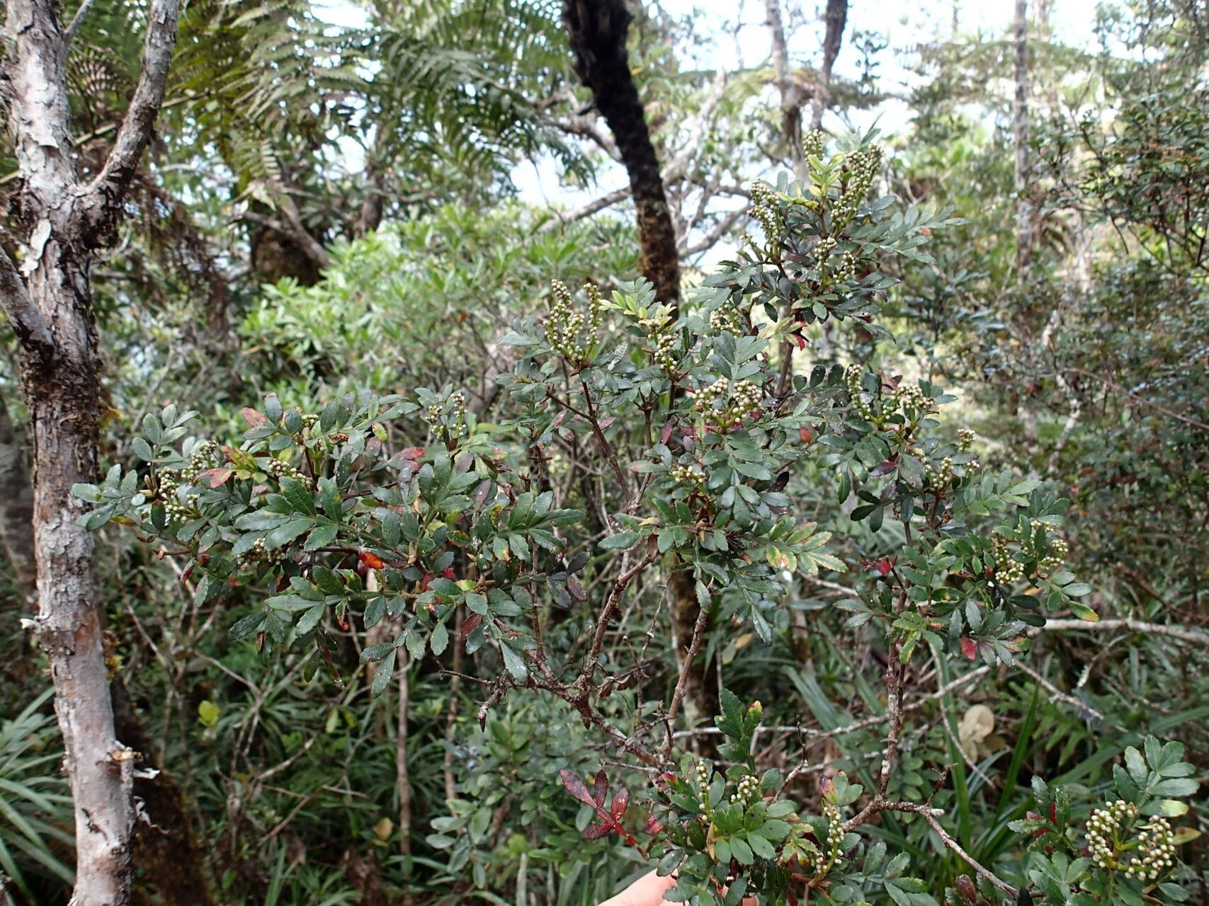 Cunonia varijuga habit