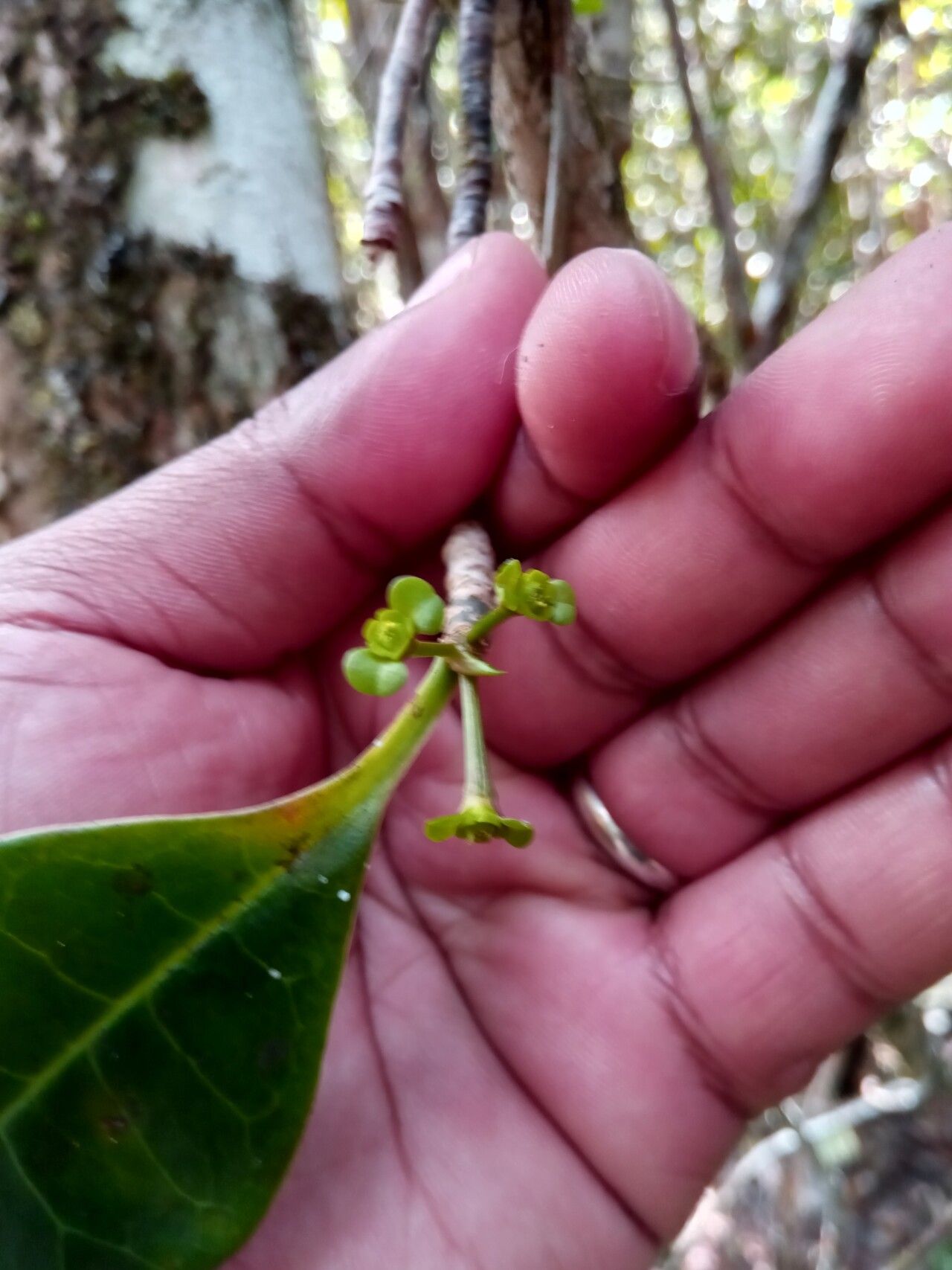 Euphorbia erythroxyloides flower
