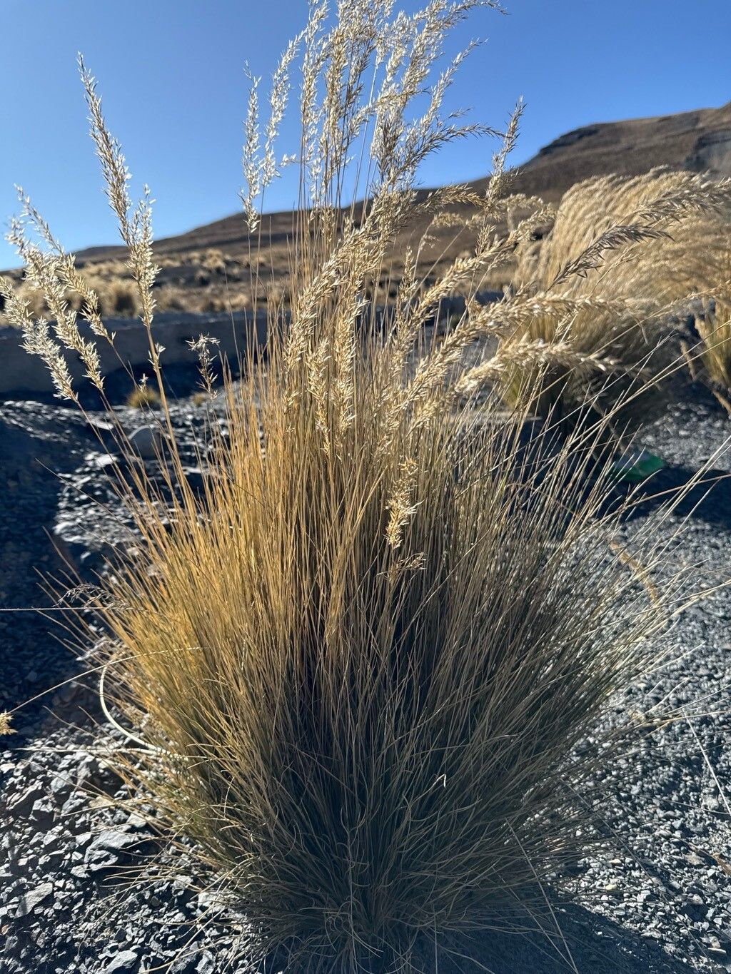 Cinnagrostis deserticola — related species from the same genus