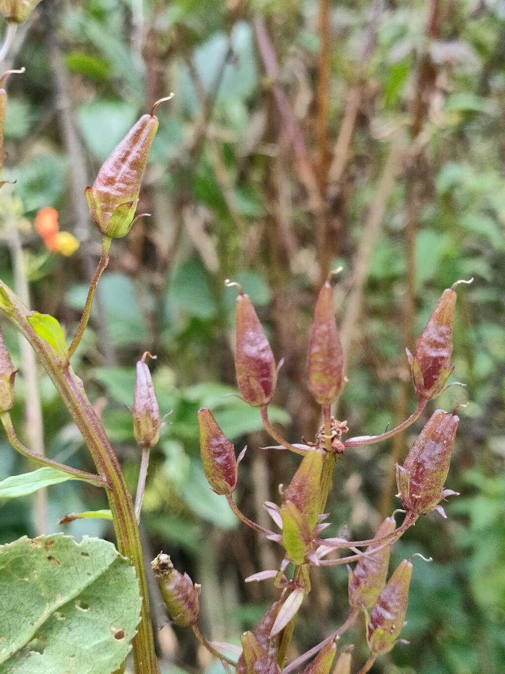 Alonsoa meridionalis fruit