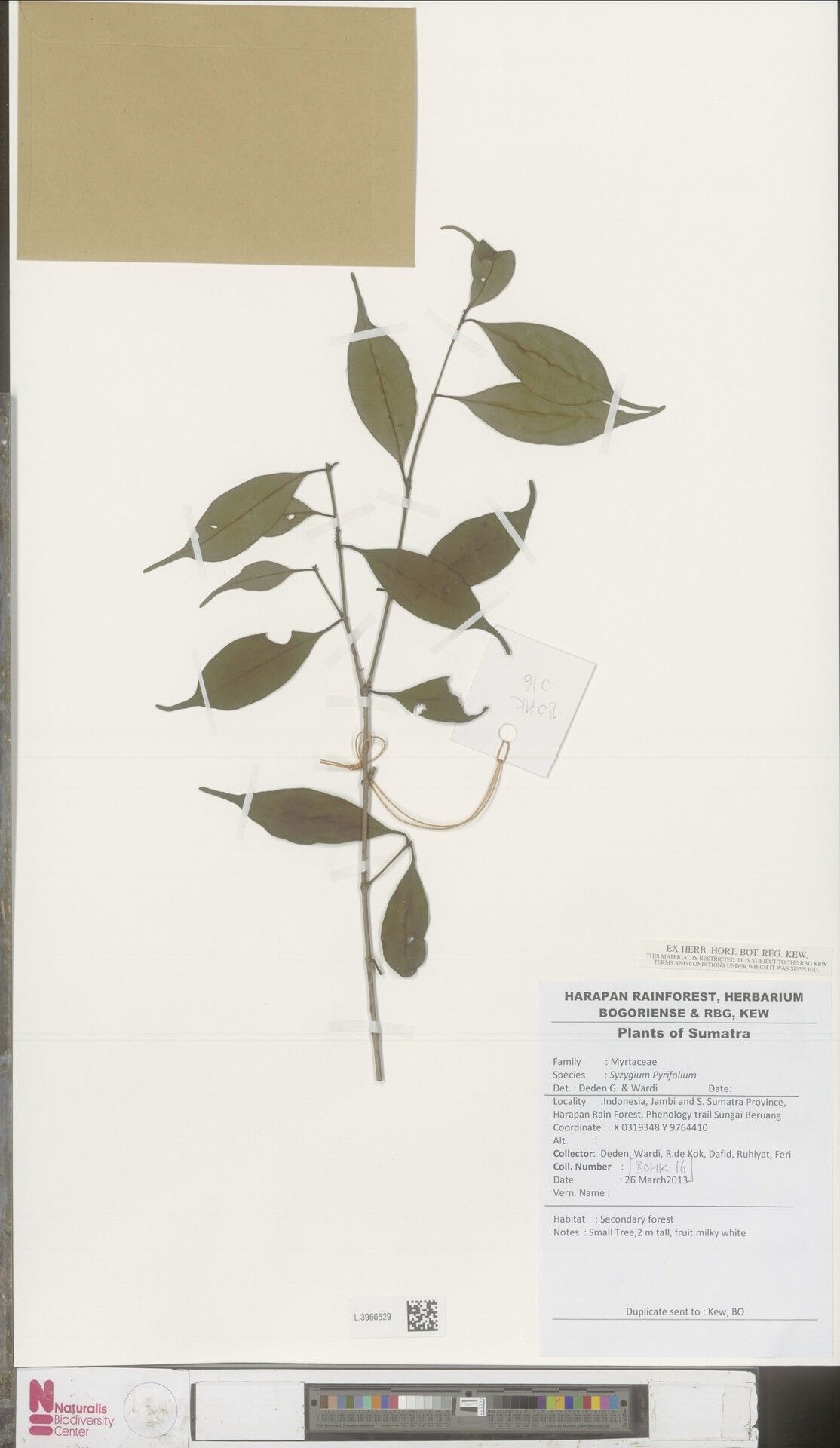 Syzygium pyrifolium — houseplant care guide