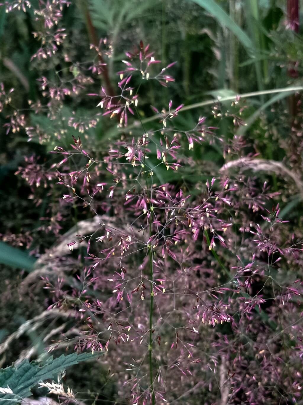 Agrostis capillaris flower
