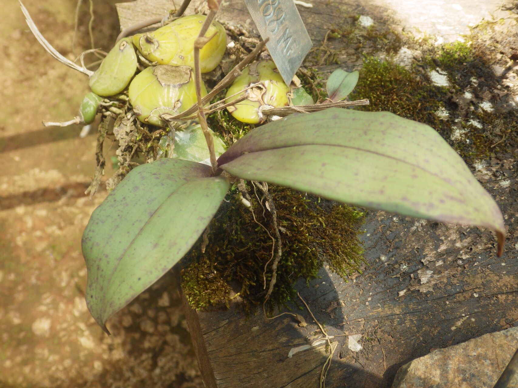 Polystachya affinis leaf