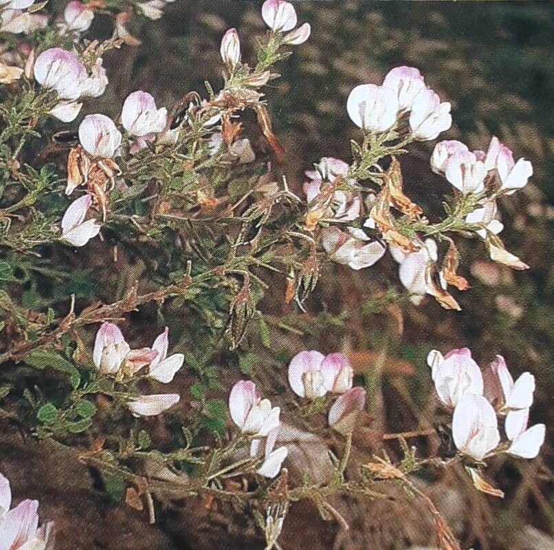 Ononis laxiflora flower