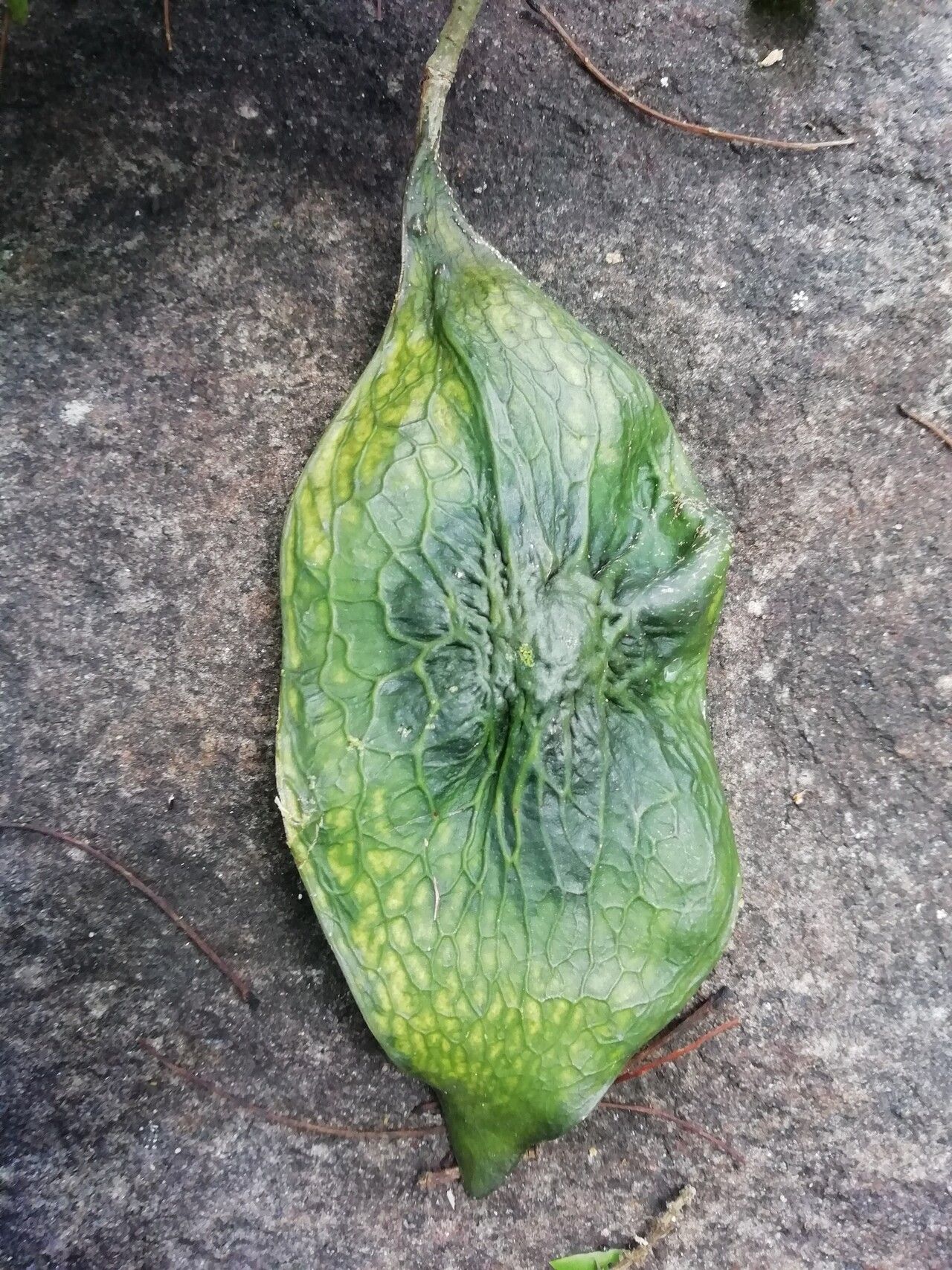 Dalbergia humbertii fruit