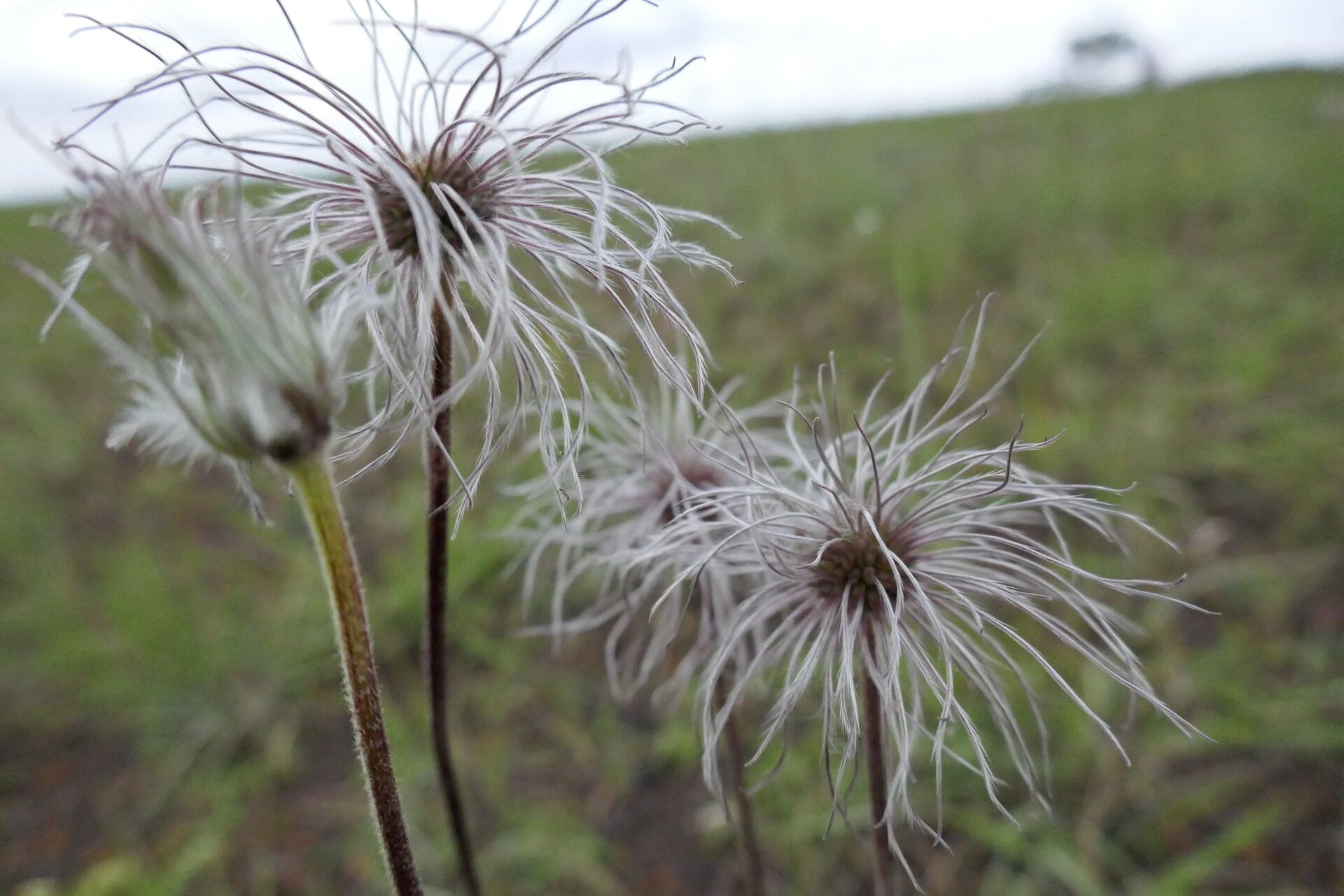 Clematis oligophylla fruit