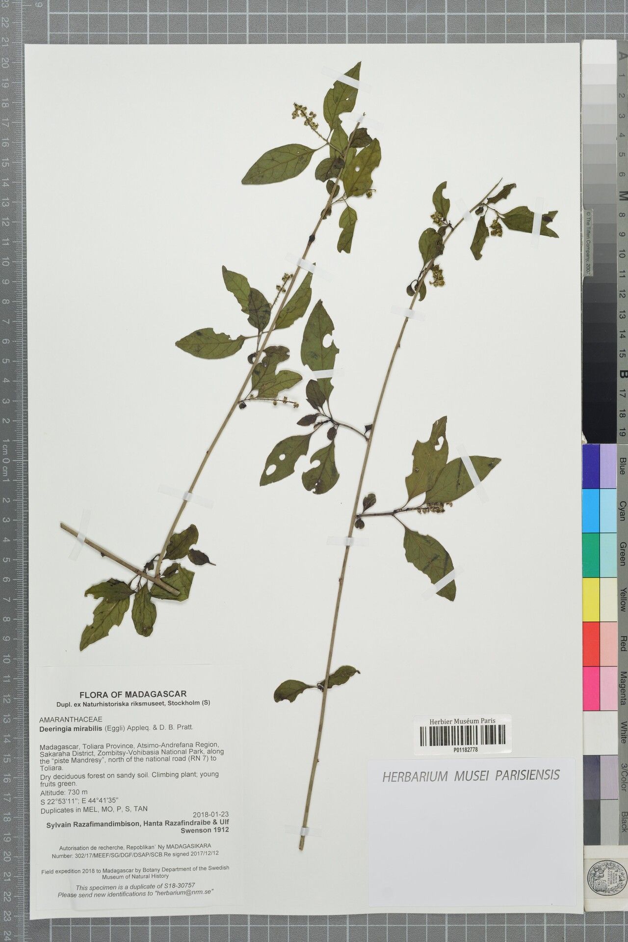 Deeringia mirabilis — search result for 'Mirabilis'