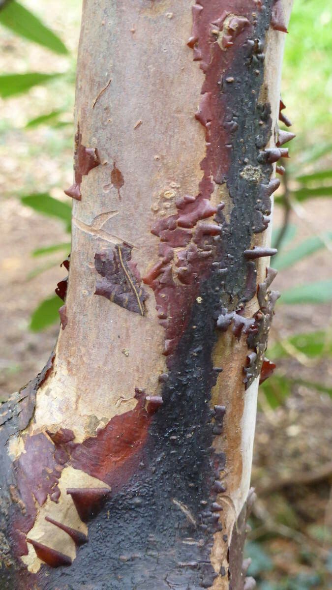 Rhododendron hookeri bark