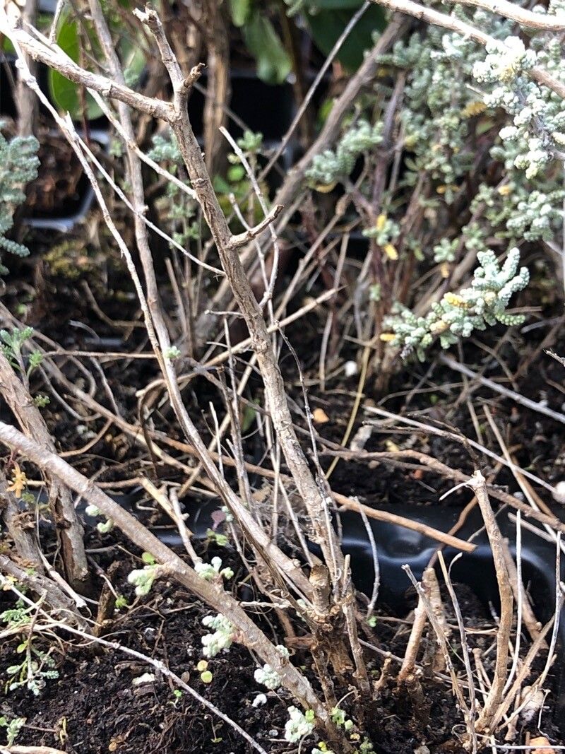 Santolina magonica bark