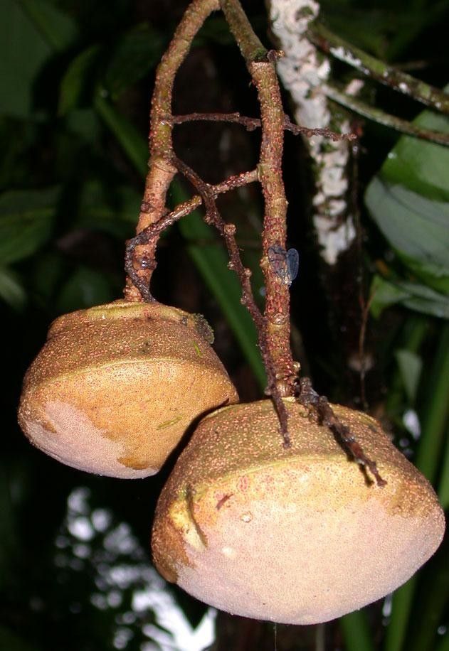 Eschweilera collinsii fruit