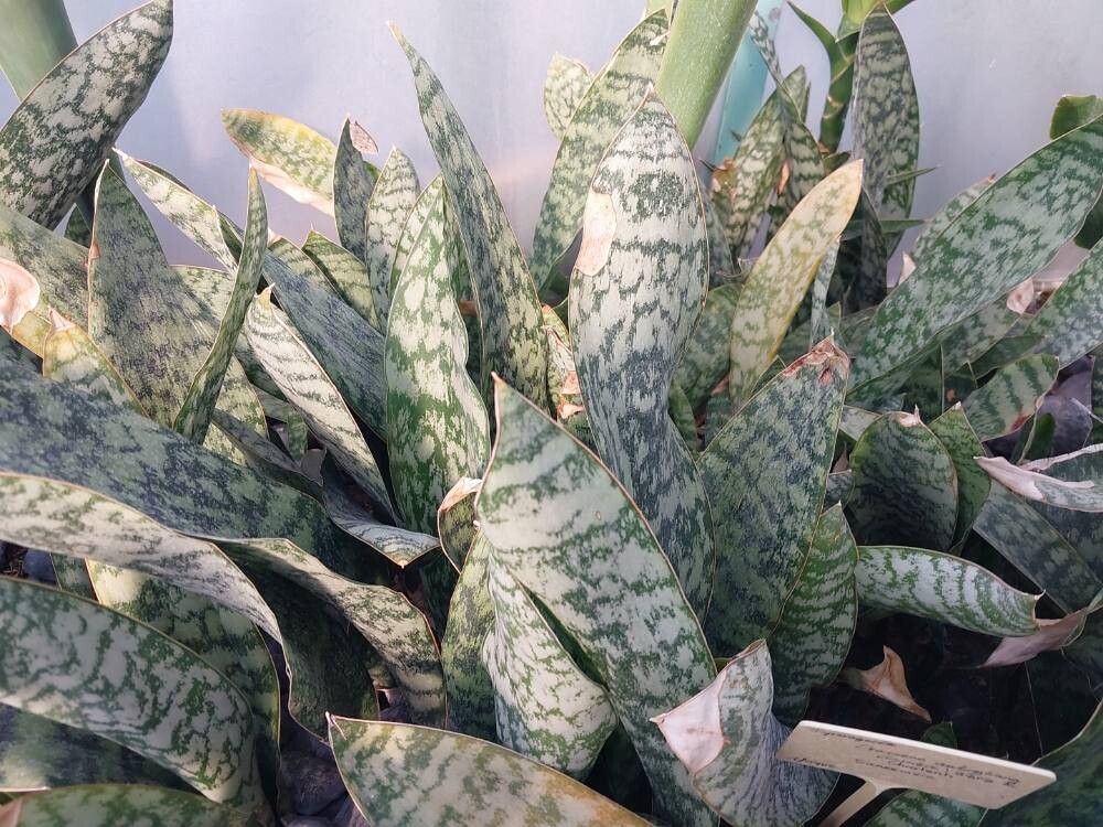 Dracaena aubrytiana leaf