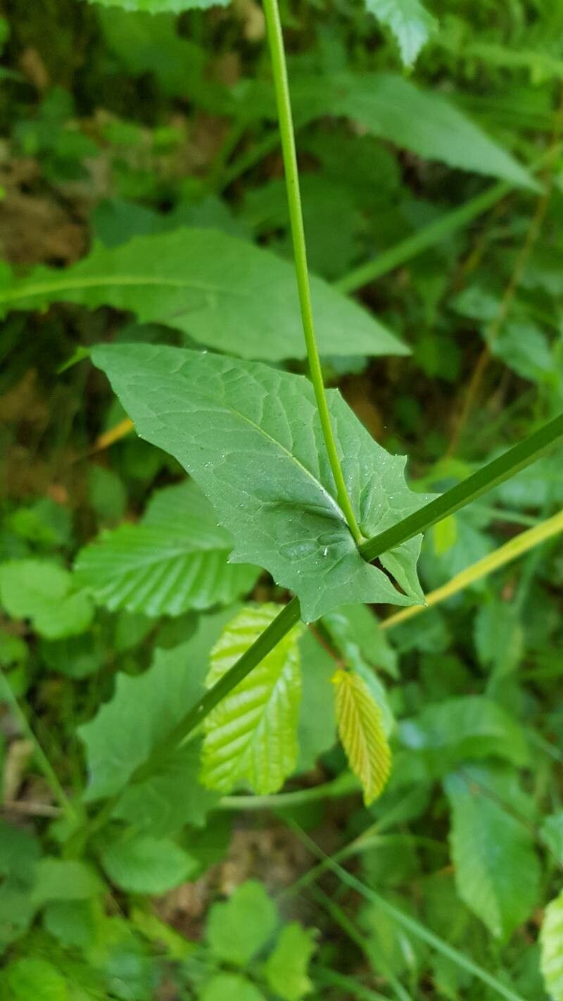 Crepis paludosa leaf
