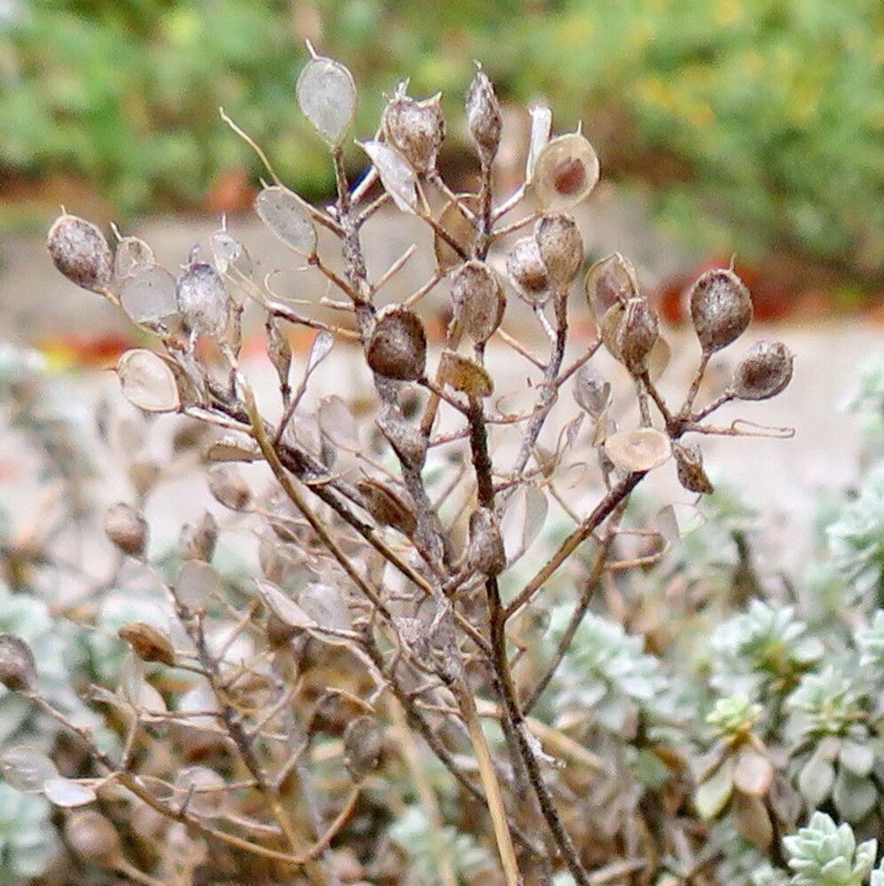 Odontarrhena oxycarpa fruit