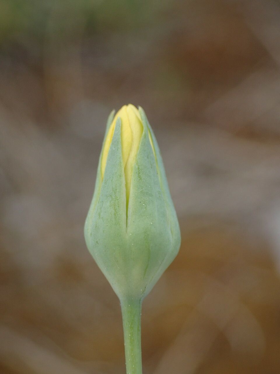 Blackstonia imperfoliata flower