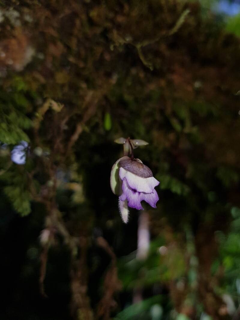 Utricularia jamesoniana flower