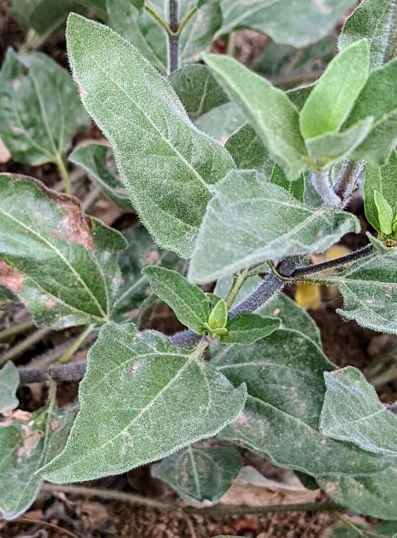 Helianthus pumilus leaf