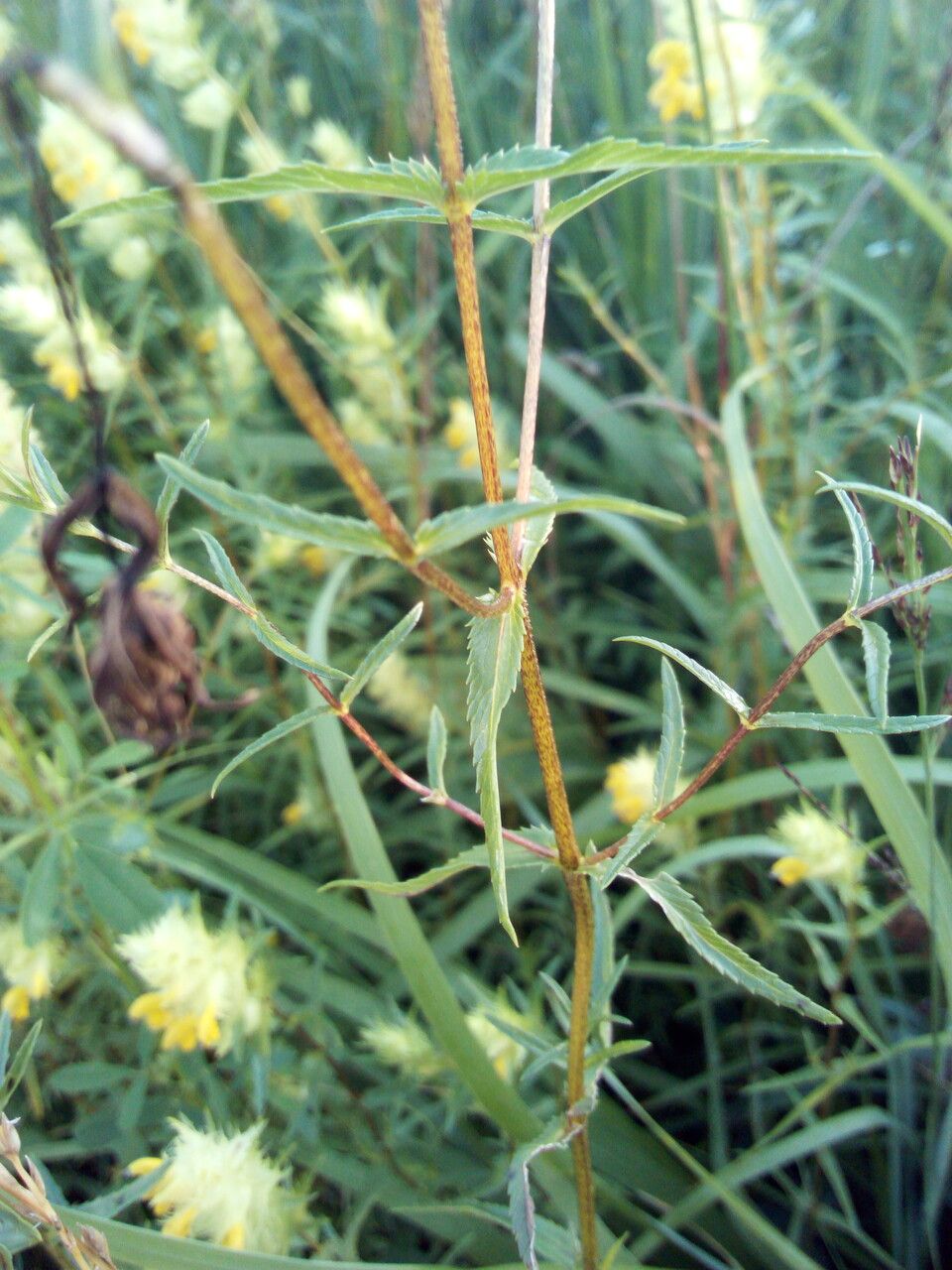 Rhinanthus alectorolophus