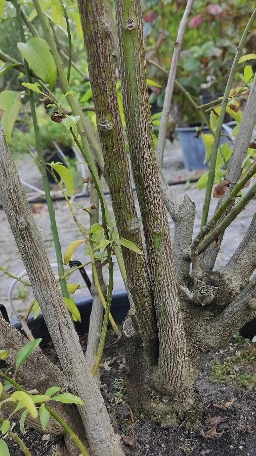 Bosea yervamora bark