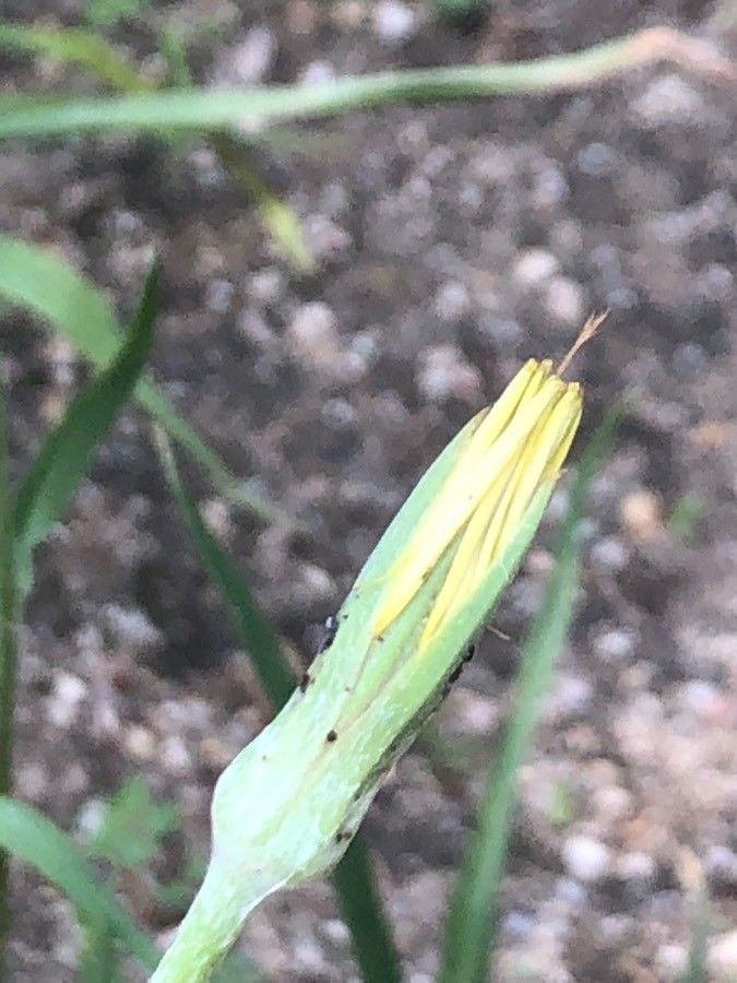 Tragopogon castellanus flower