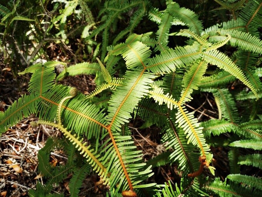 Sticherus brackenridgei — related species from the same genus