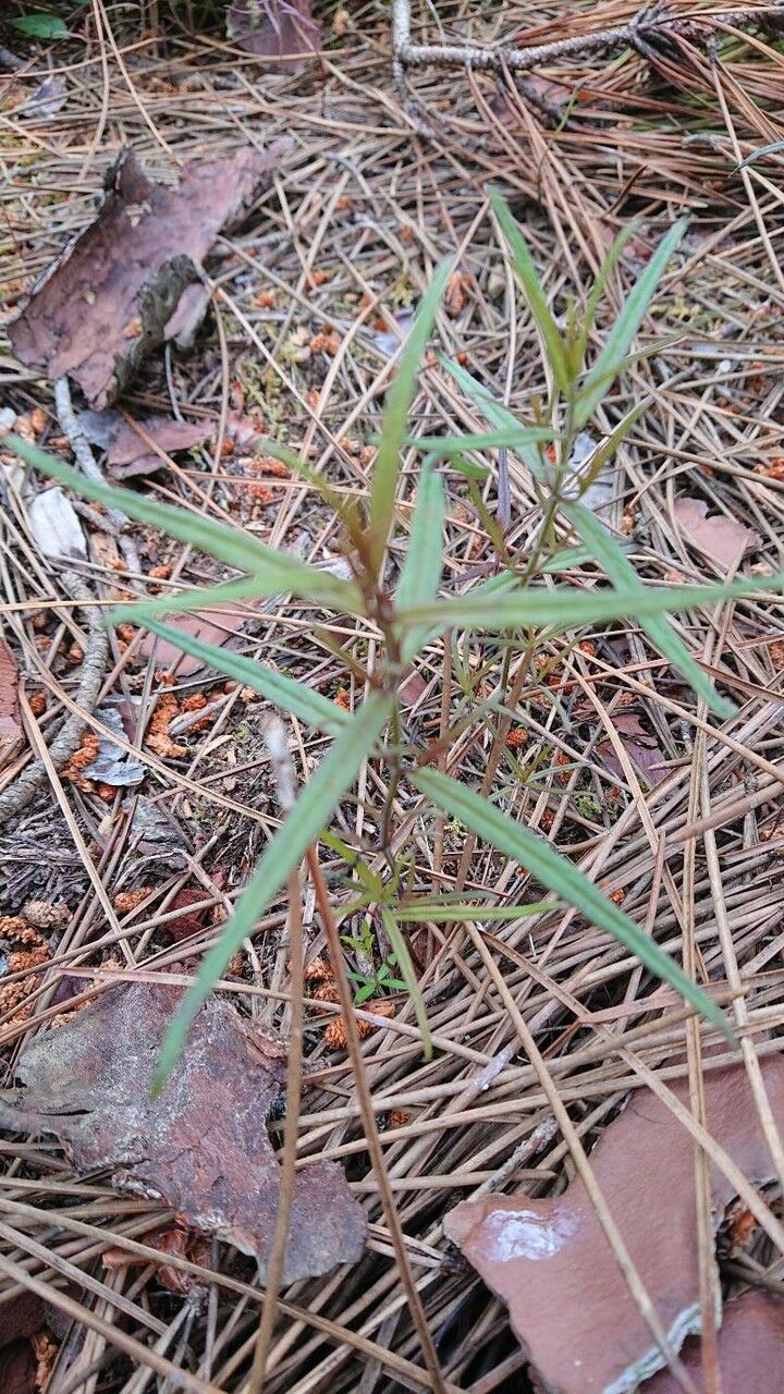 Mandevilla tenuifolia leaf
