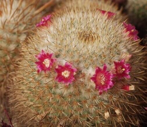 Mammillaria dixanthocentron flower