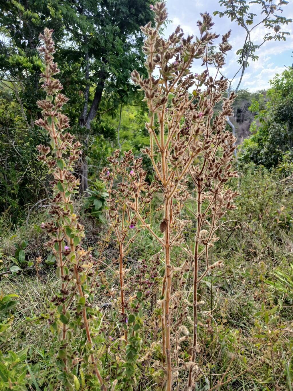 Desmoscelis villosa habit