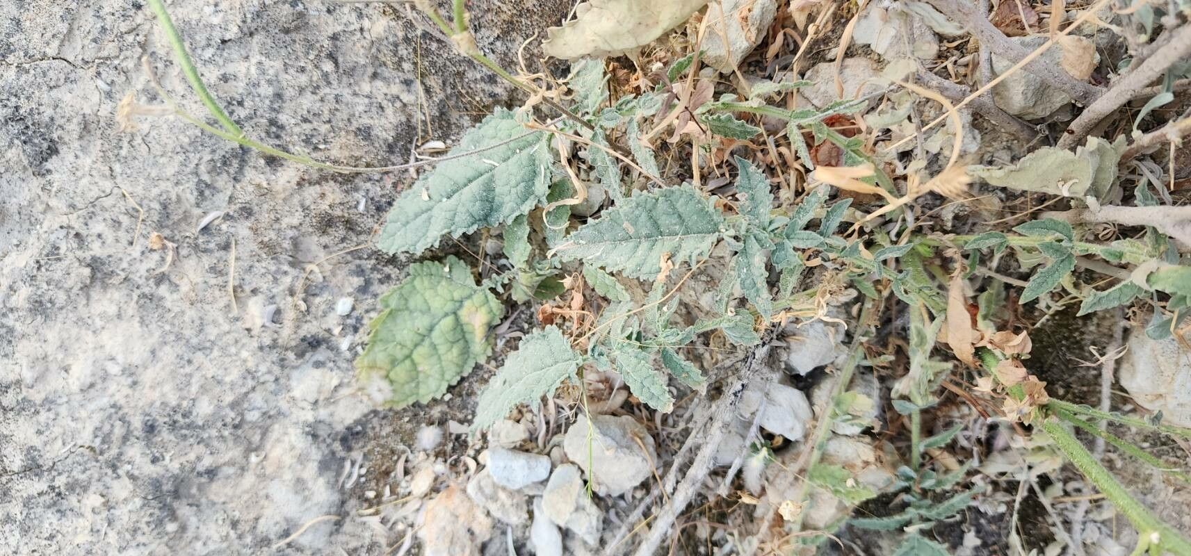 Verbascum farsistanicum — search result for 'Verbascum'