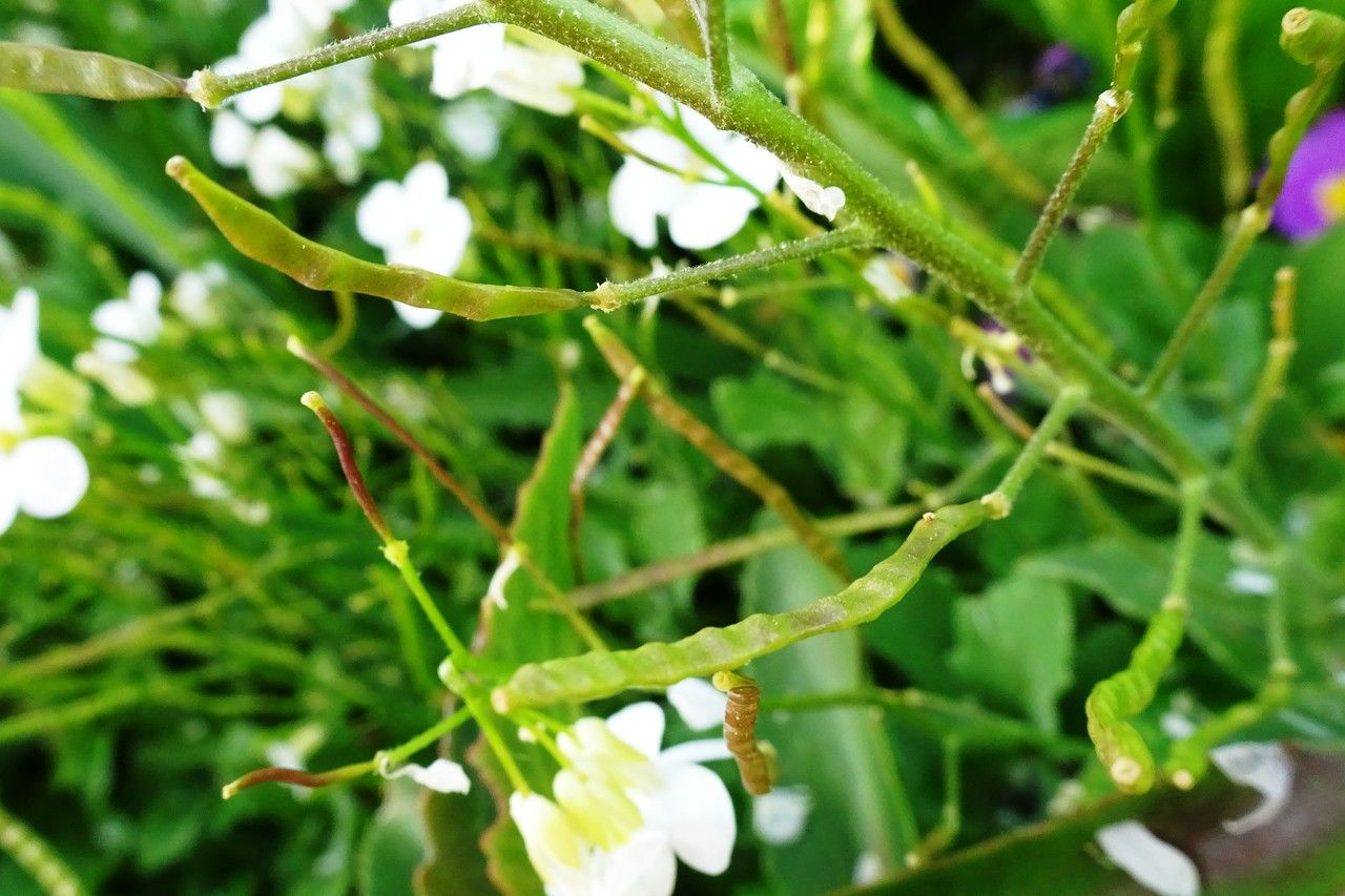 Arabis caucasica fruit