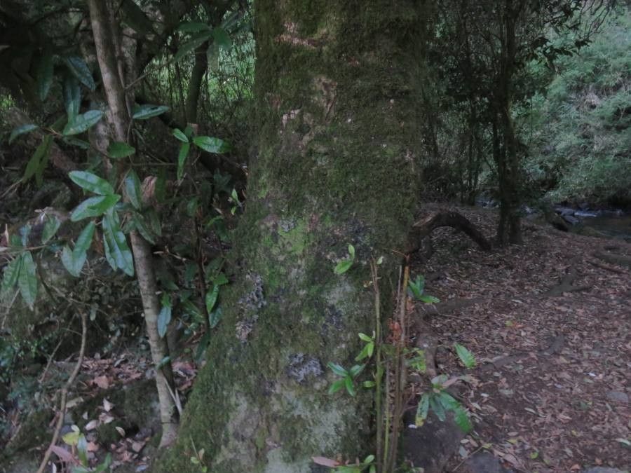 Aextoxicon punctatum bark