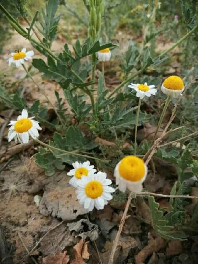 Anthemis tomentosa flower