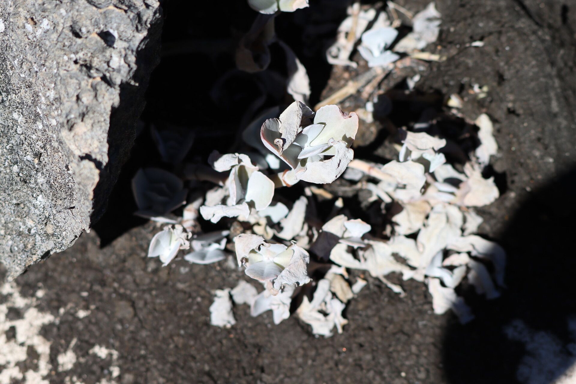 Kalanchoe bogneri — houseplant care guide