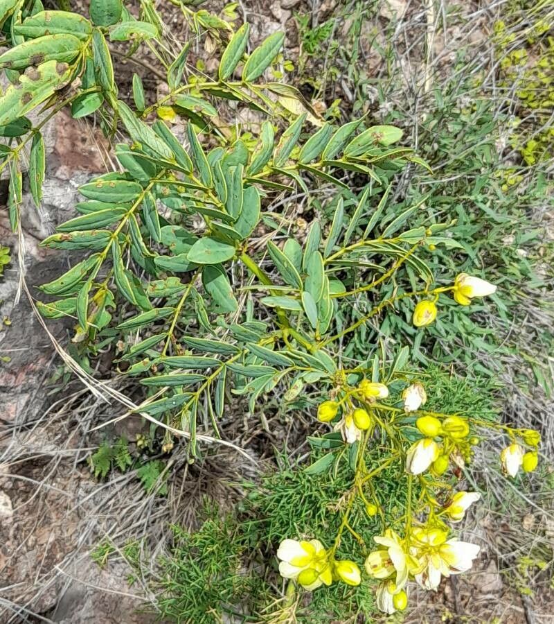 Senna subulata habit