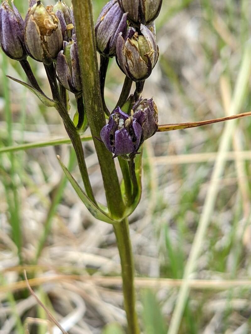 Swertia perennis fruit