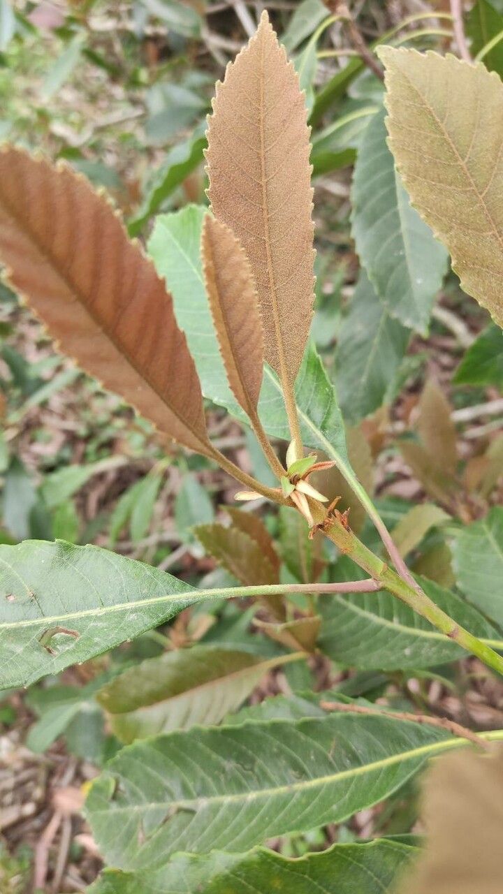 Eriobotrya deflexa leaf