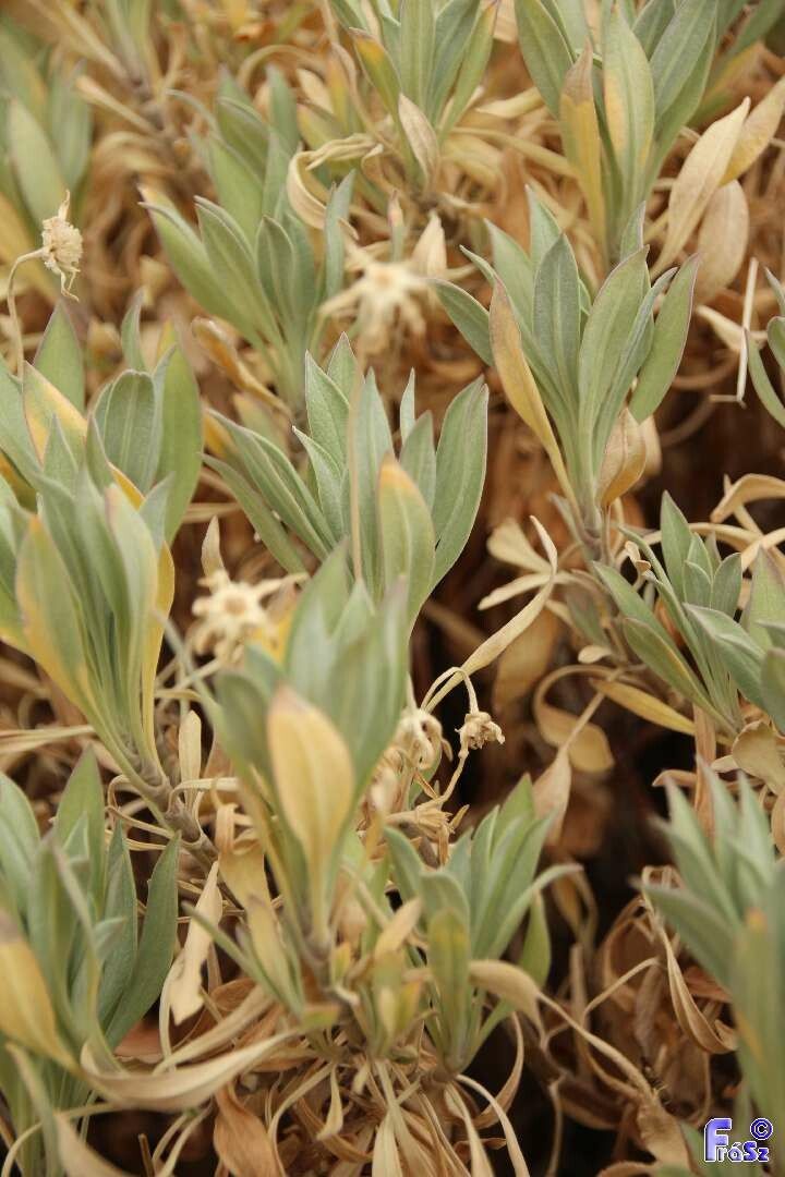 Pterocephalus lasiospermus — search result for 'Caprifoliaceae'