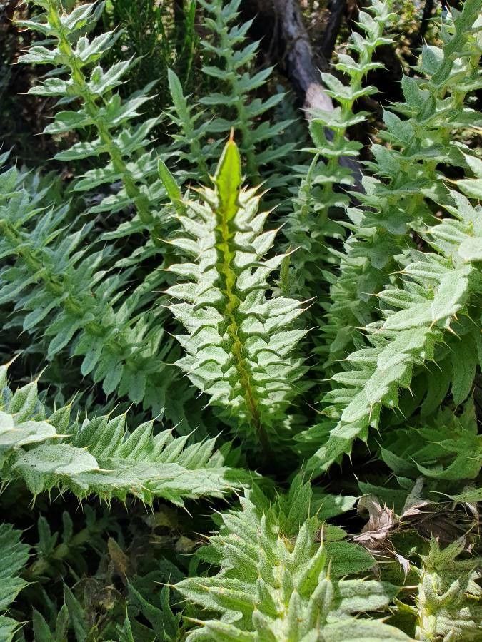 Carduus millefolius leaf