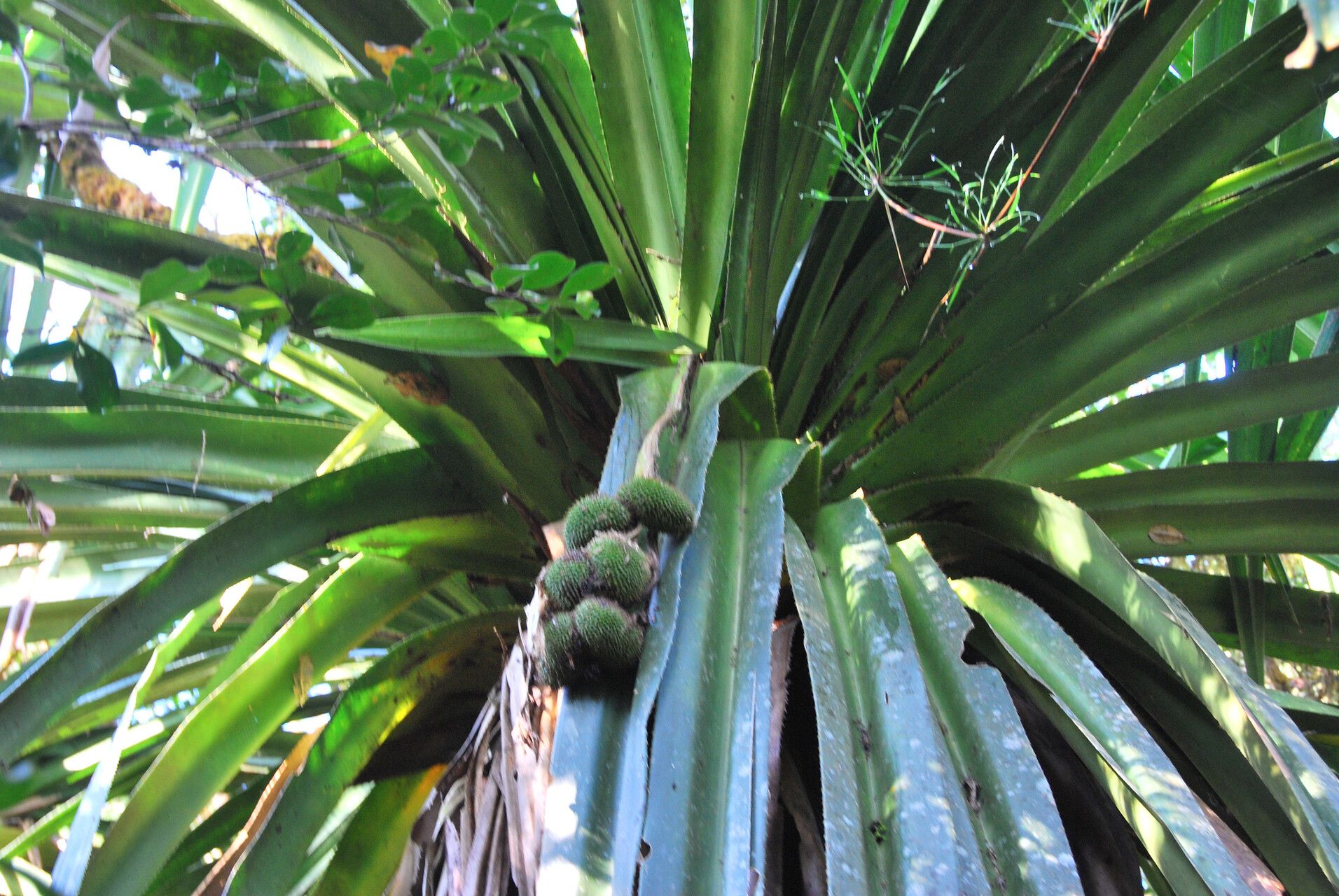 Pandanus longissimipedunculatus — houseplant care guide