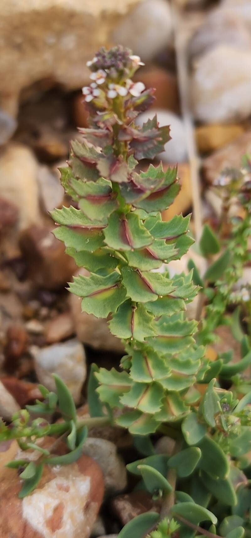 Aethionema carneum fruit