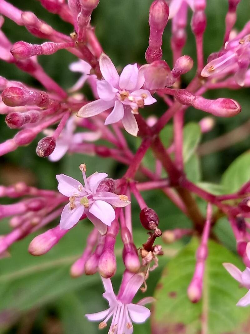 Fuchsia corymbiflora flower